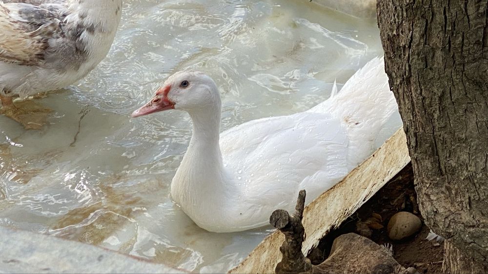 Patos-mudos (de olhos azuis!)