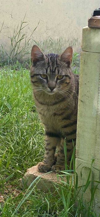 Котики в добрі руки