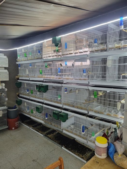 Diamante gould mais  voadeiras