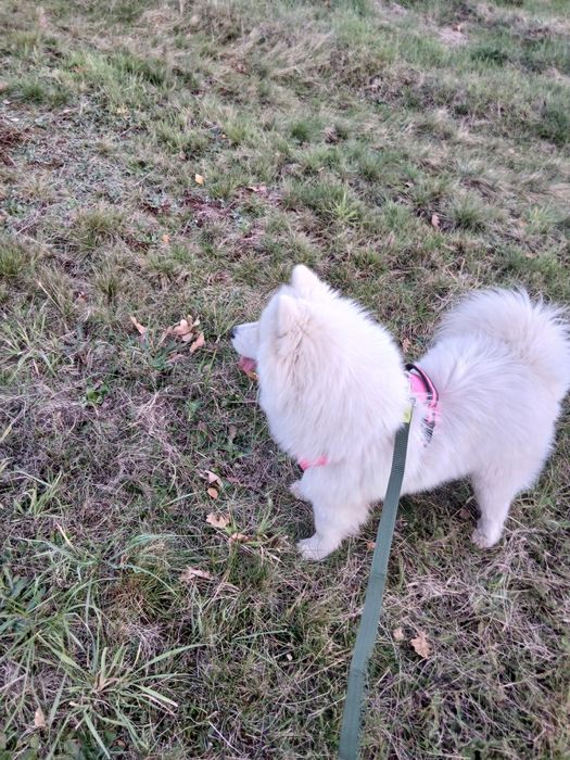 Samoyed ślicznej białe  misie do odbioru OSTATNI samiec