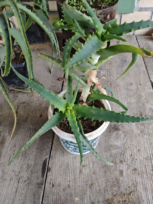 Алоє и лаврове дерево