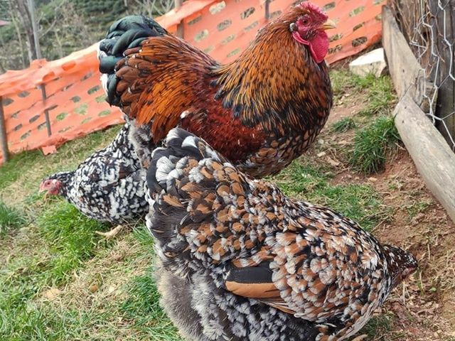 Інкубаційне яйце. Курчата, Віандот фарфоровий, темний, смугастий.