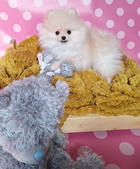 Szpic pomeranian suczka dziewczynka