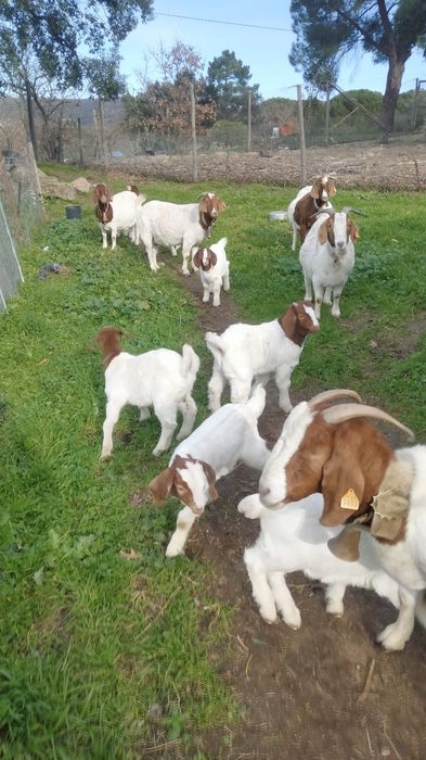 Vendo chibos machos boer