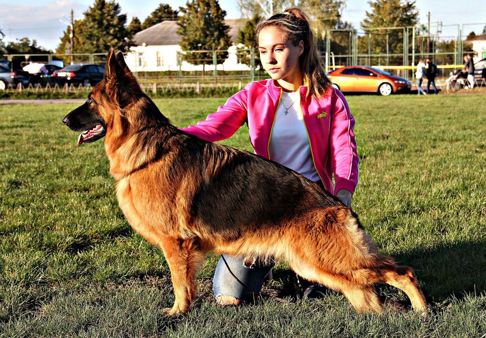Цуценята німецткої вівчарки, допомога розплідника, підбір цуценя.