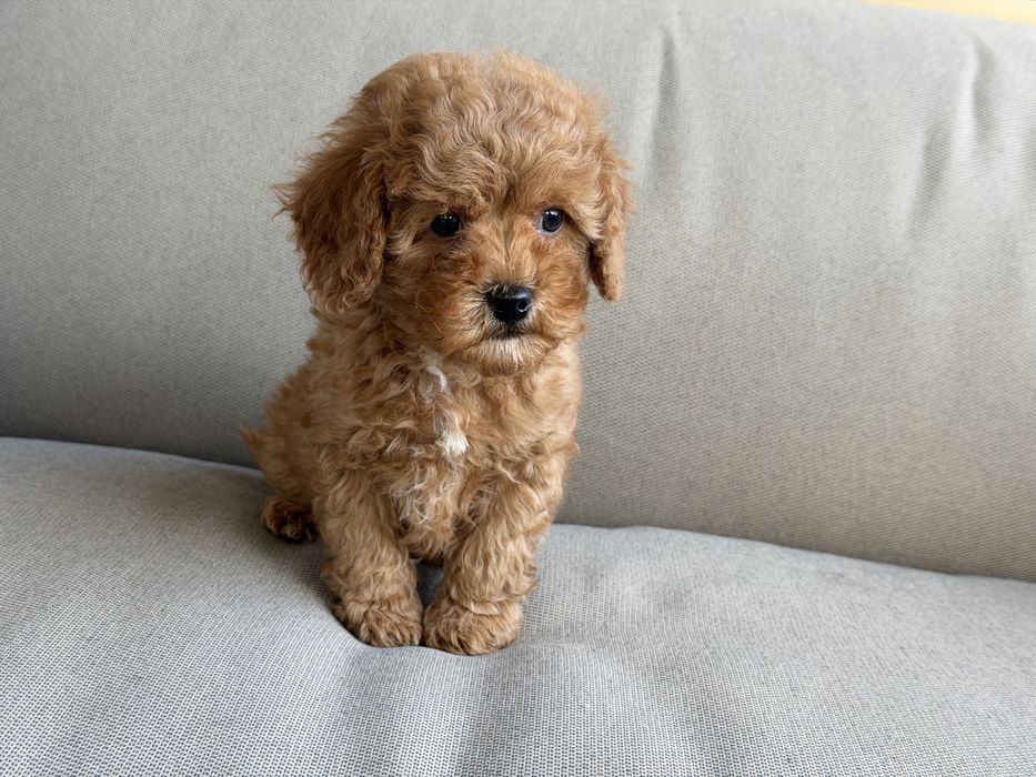 Cavapoo - chlopczyk  ;)