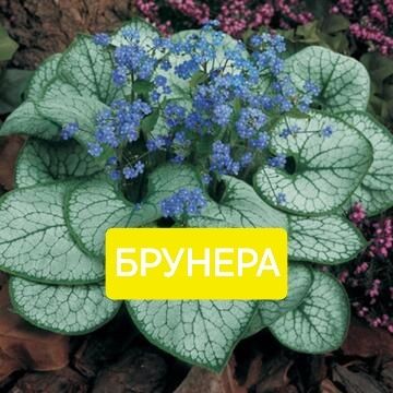 Квіти з власного саду.