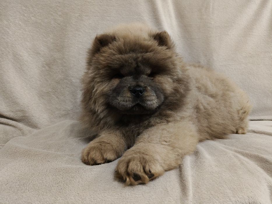 Cynamonowa suczka chow chow