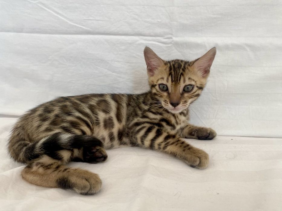 Шикарные бенгалы