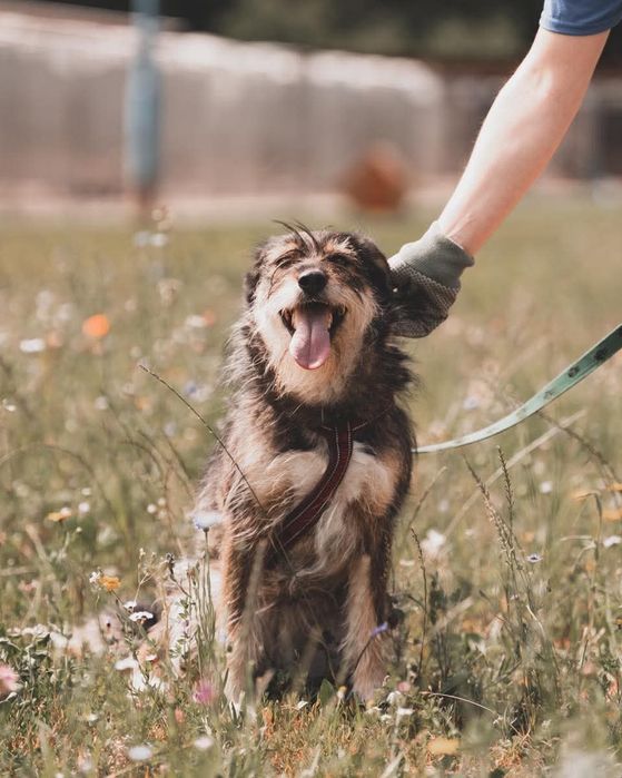 Sunia Nefra szuka domu