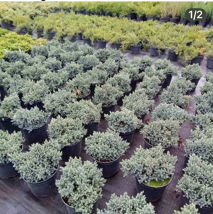 Продаж розсадника декоративних рослин