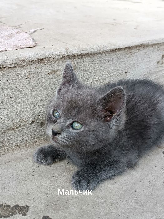 Котята бесплатно