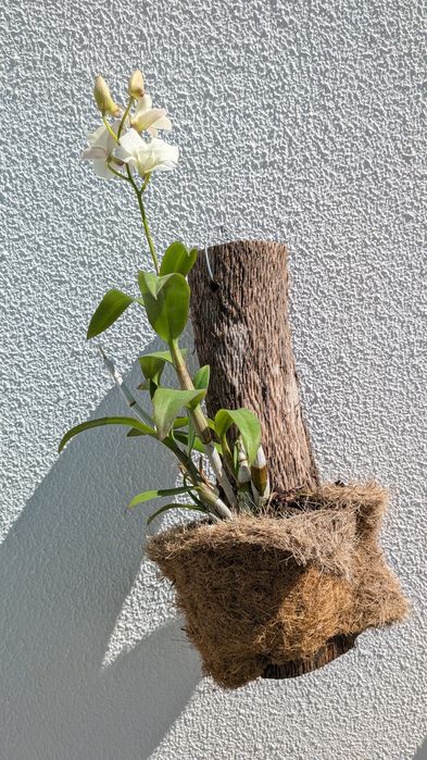 Orquídea dendobium branca enraizada em tronco
