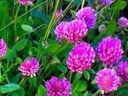 Насіння  Конюшина червона Семена клевер красний