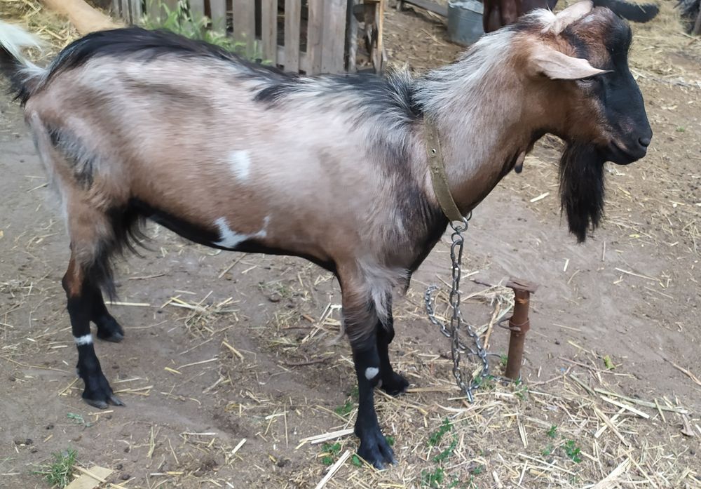 Козёл покрытие случка вязка