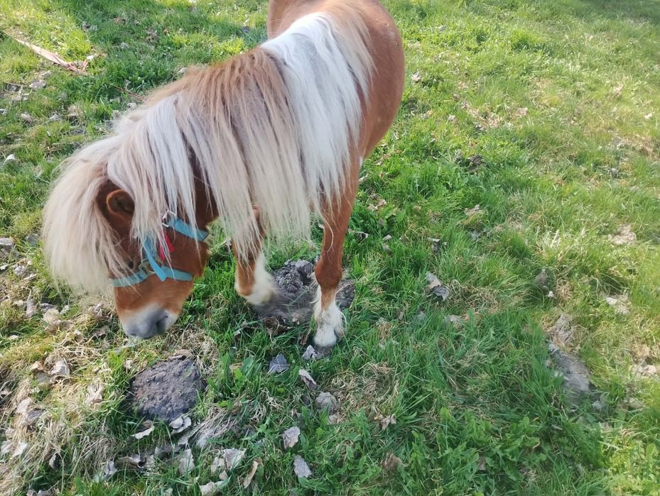 Sprzedam ogierka kuca