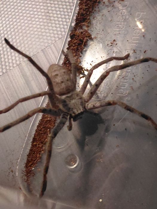 Sprzedam samiczke h.murrayensis