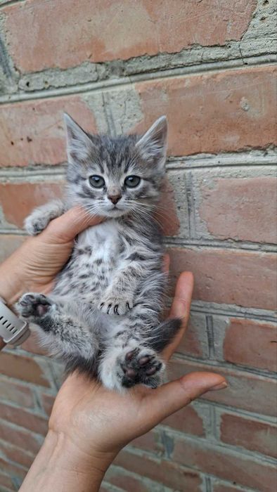 Віддам безкоштовно гарних кошенят.