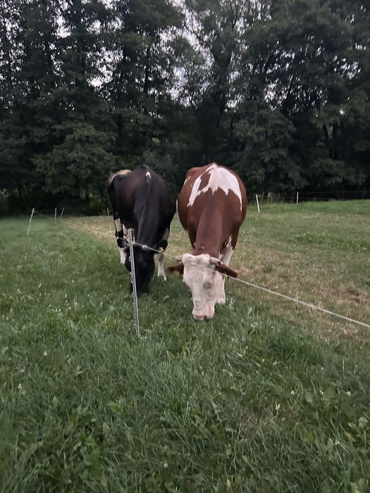 Mleko swojskie