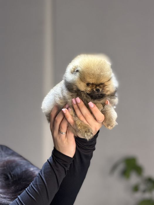 Померанский шпиц девочка мини мишка