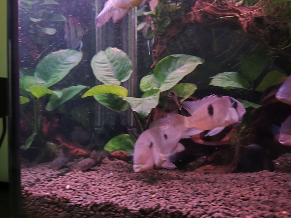 Trio Guianacaras Dacrya