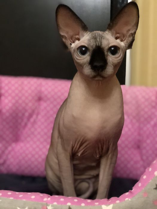 Девочка документыWCF