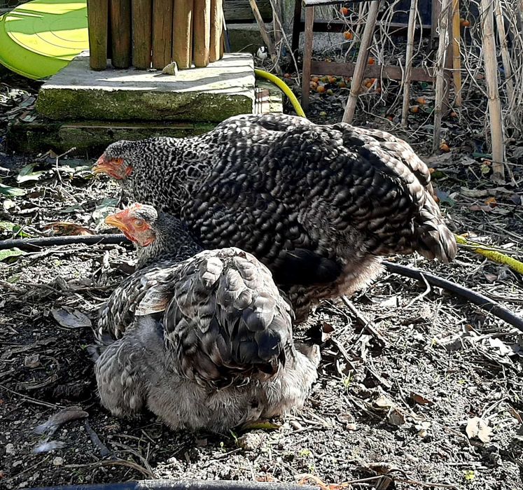 Vende-se galinhas brahma, prestes a iniciar postura, em Mafra/Ericeira
