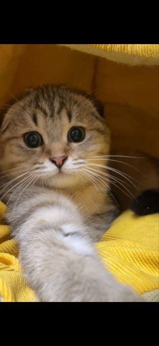 Хлопчик шотландський золотий таббі,з паспортом,чіпом,щепленням