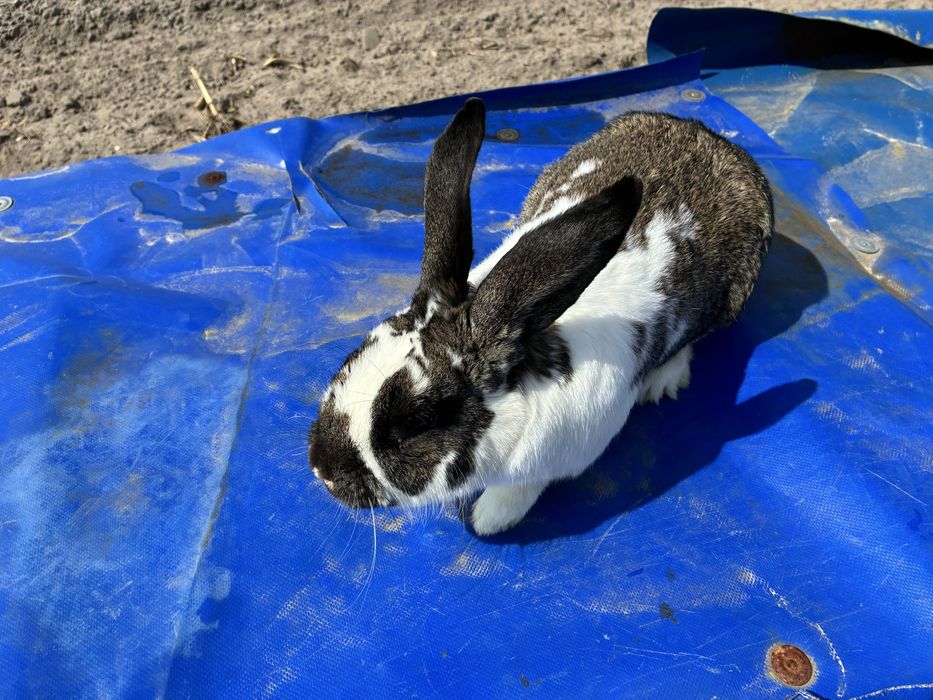 Królik samiec , mieszaniec