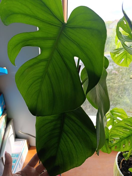 Monstera delisiousa