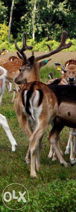 Daniele łanie, byki Certyfikat ekologiczny