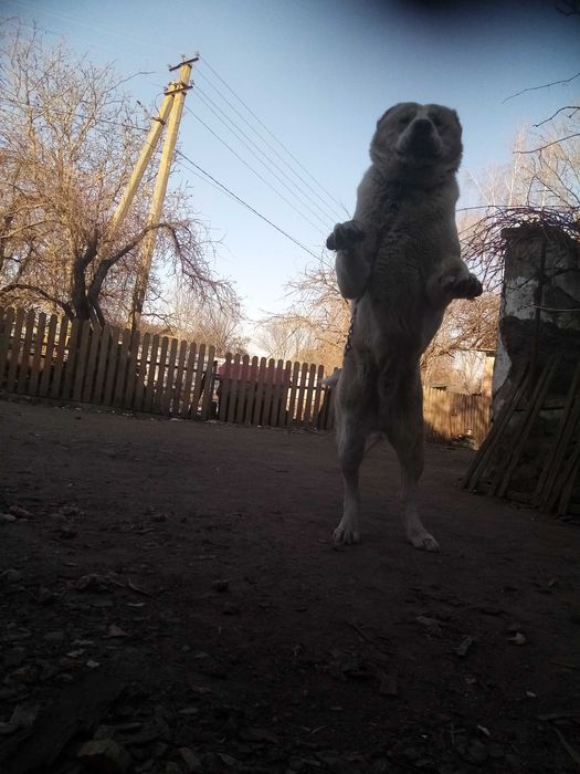 Цуцинята алабая елементні. Вязка