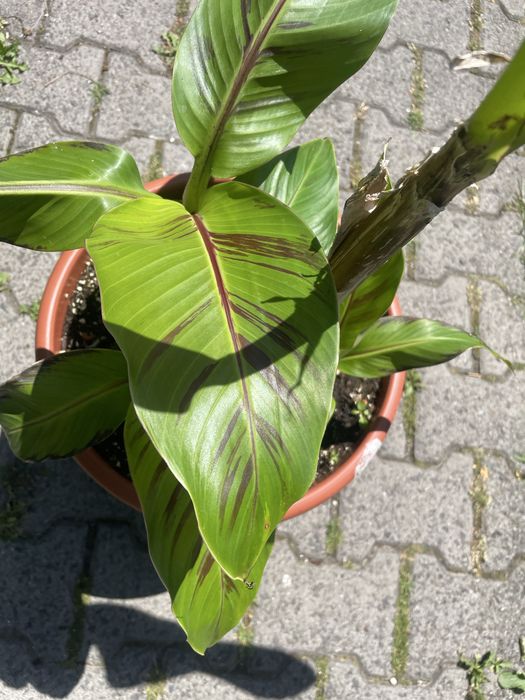 Musa sikkimensis 'Red Tiger'cala donica
