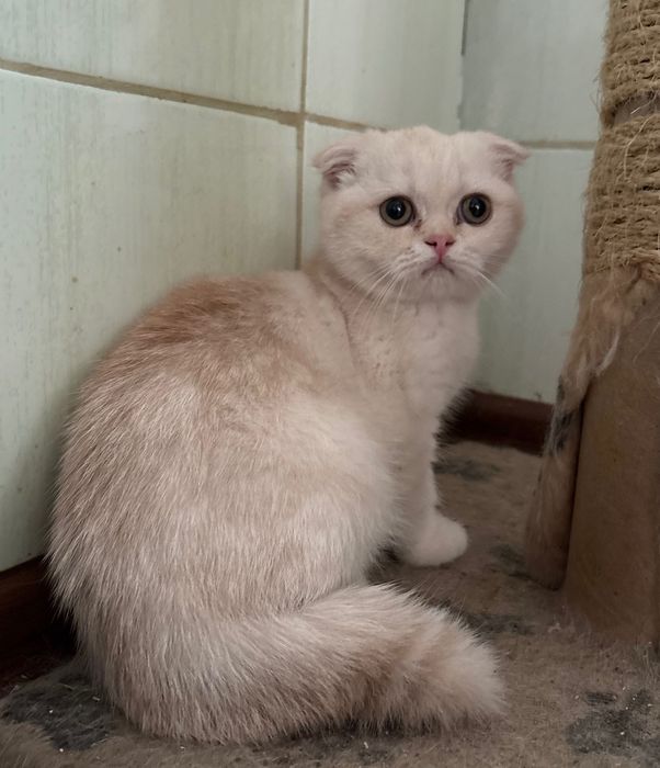 Шотландські віслоухі котики чистокровні