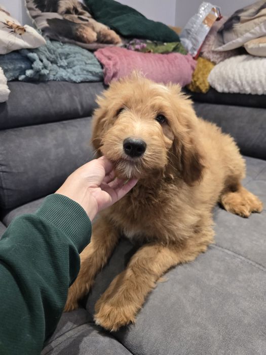 Goldendoodle f1 standard