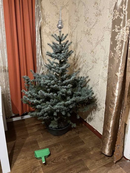 Великі Ялини.220см 3000гр