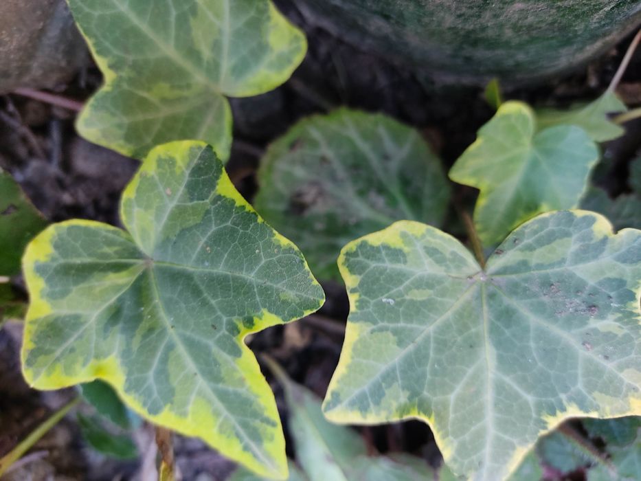 Плющі 10 сортів..