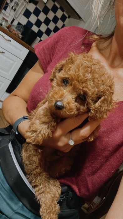 Pudel toy red brown