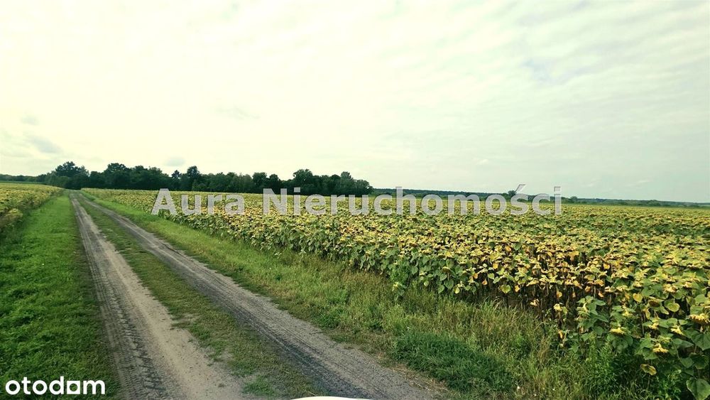Działka NA Sprzedaż GÓRSK koło Torunia - Widok 5