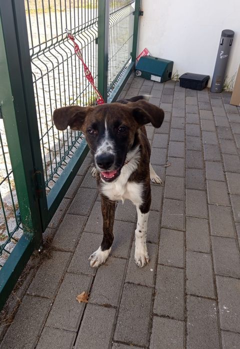 Cadelinha de 5 mesinhos para adopção responsável