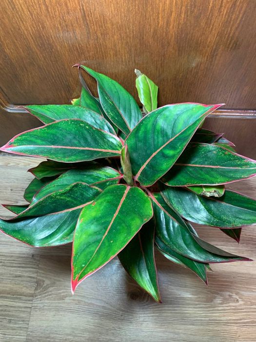 Аглаонема Кріт ( Aglaonema Crete )