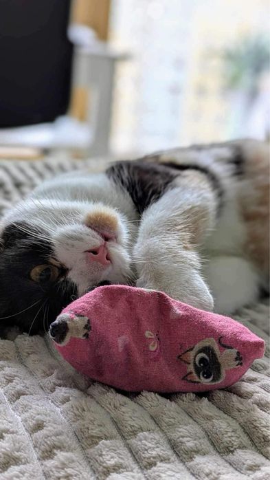 Kochana koteczka szuka kochającego domu!