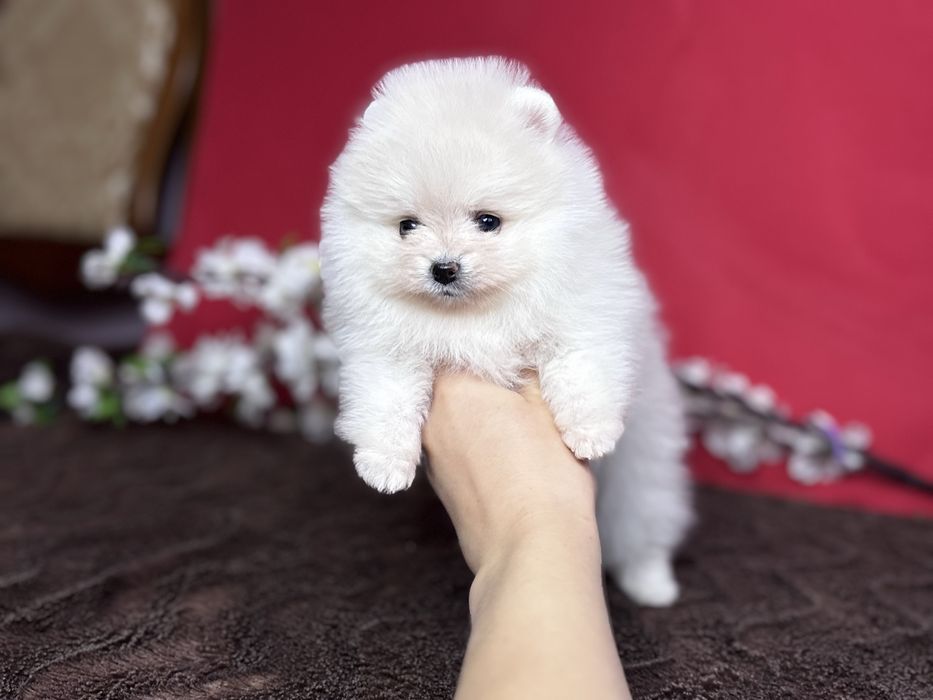 Лялечка помераночка
