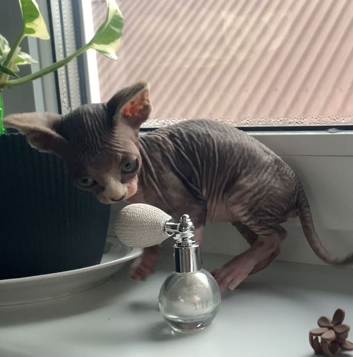 Лисе кошеня , хлопчик