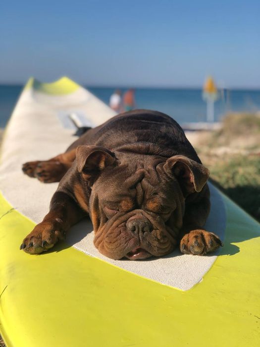 Бульдог английский познакомится.. Кобель.