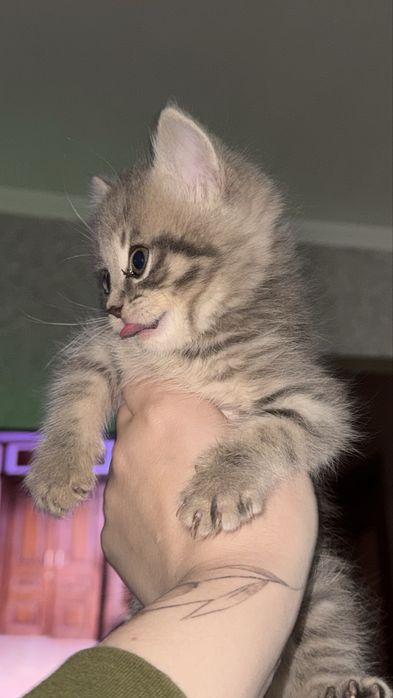 Продам  шотландське кошенятко