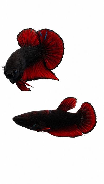 Diversidade de Bettas importados