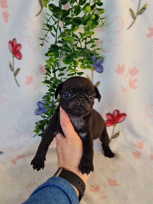 Excelente menina Pug Carlin Preta de Qualidade