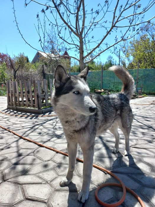 Хаски вязка. Чекаємо