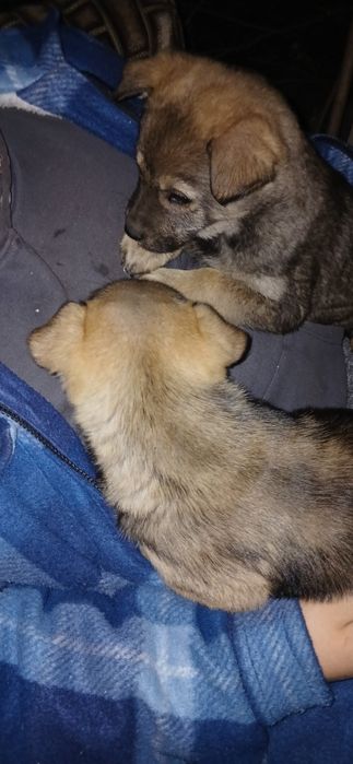 Одадим щенят 2 девочки